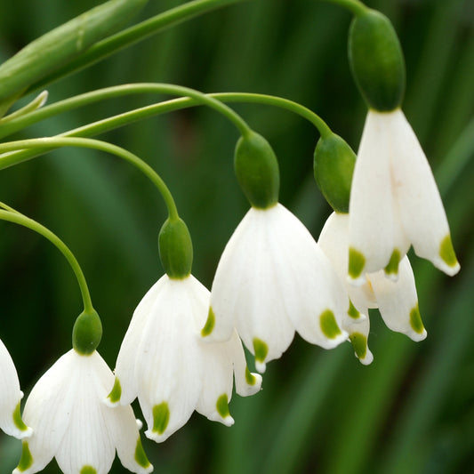 Bakker - 8 Nivéoles d'été - Leucojum aestivum - Bulbes de printemps