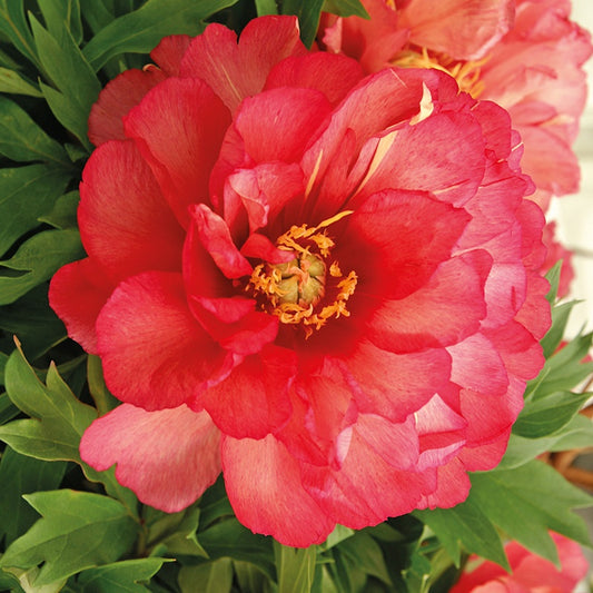 Pivoine Itoh Julia Rose - Paeonia itoh hybrid julia rose - Plantes d'extérieur