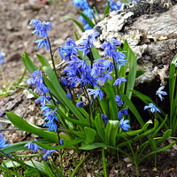 Scille de Sibérie - Scilla siberica - Bakker