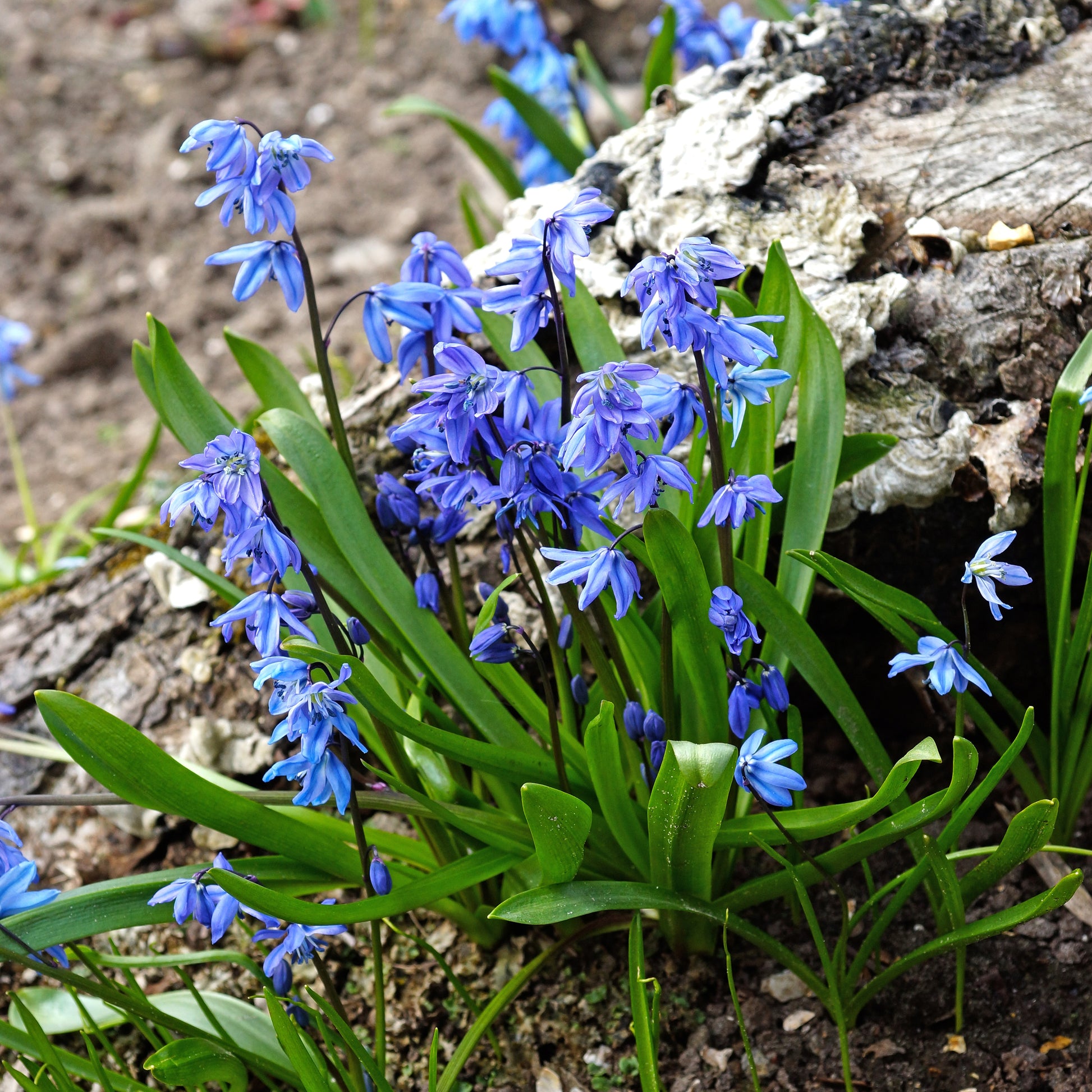 Scille de Sibérie - Scilla siberica - Bakker