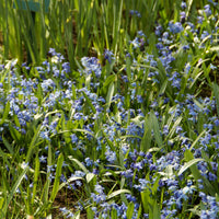 Bulbes de printemps - Scille de Sibérie - Scilla siberica