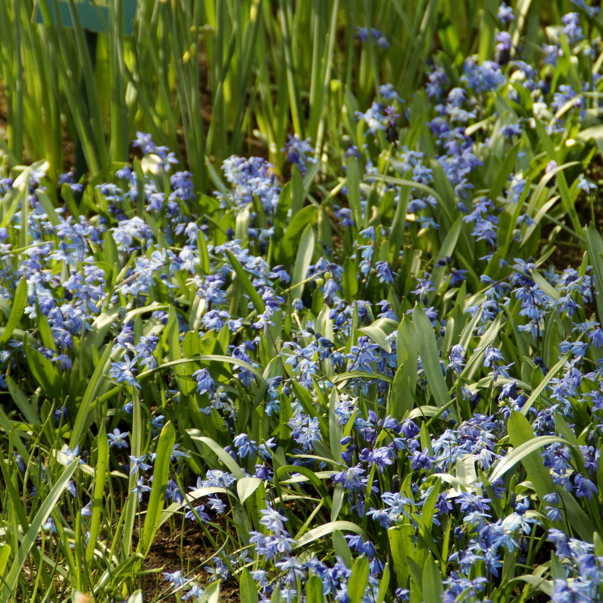 Bulbes de printemps - Scille de Sibérie - Scilla siberica