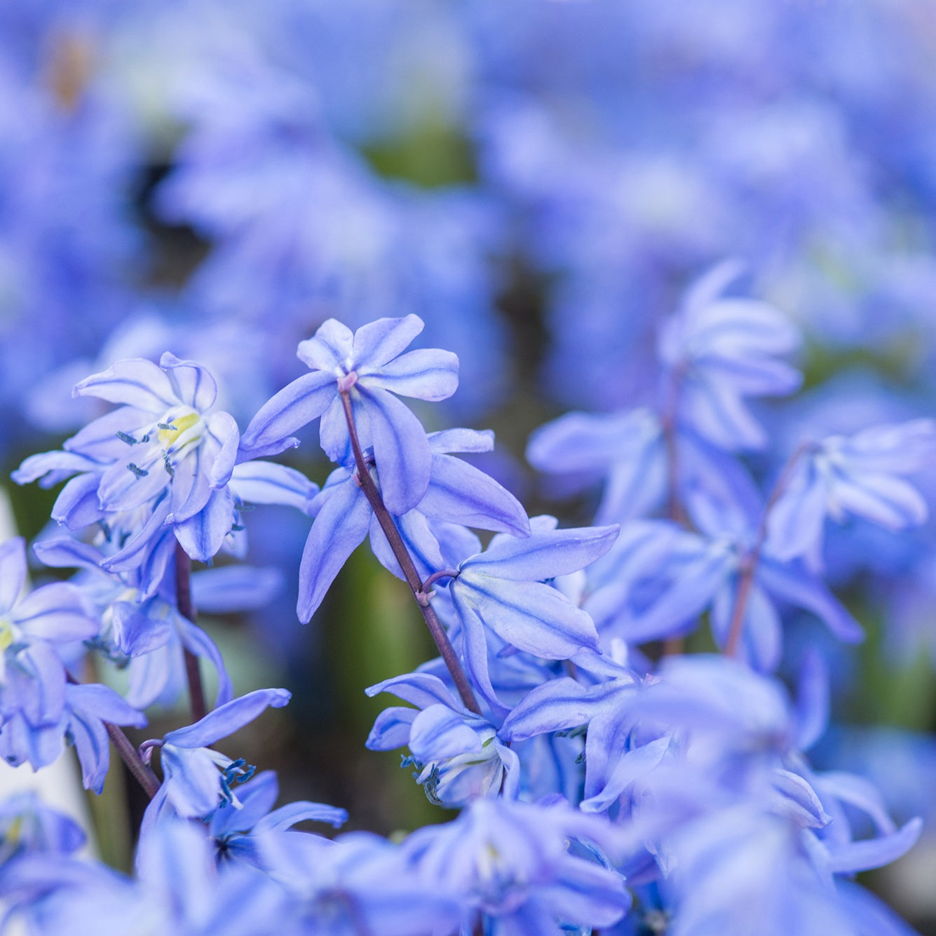 Vente Scille de Sibérie - Scilla siberica