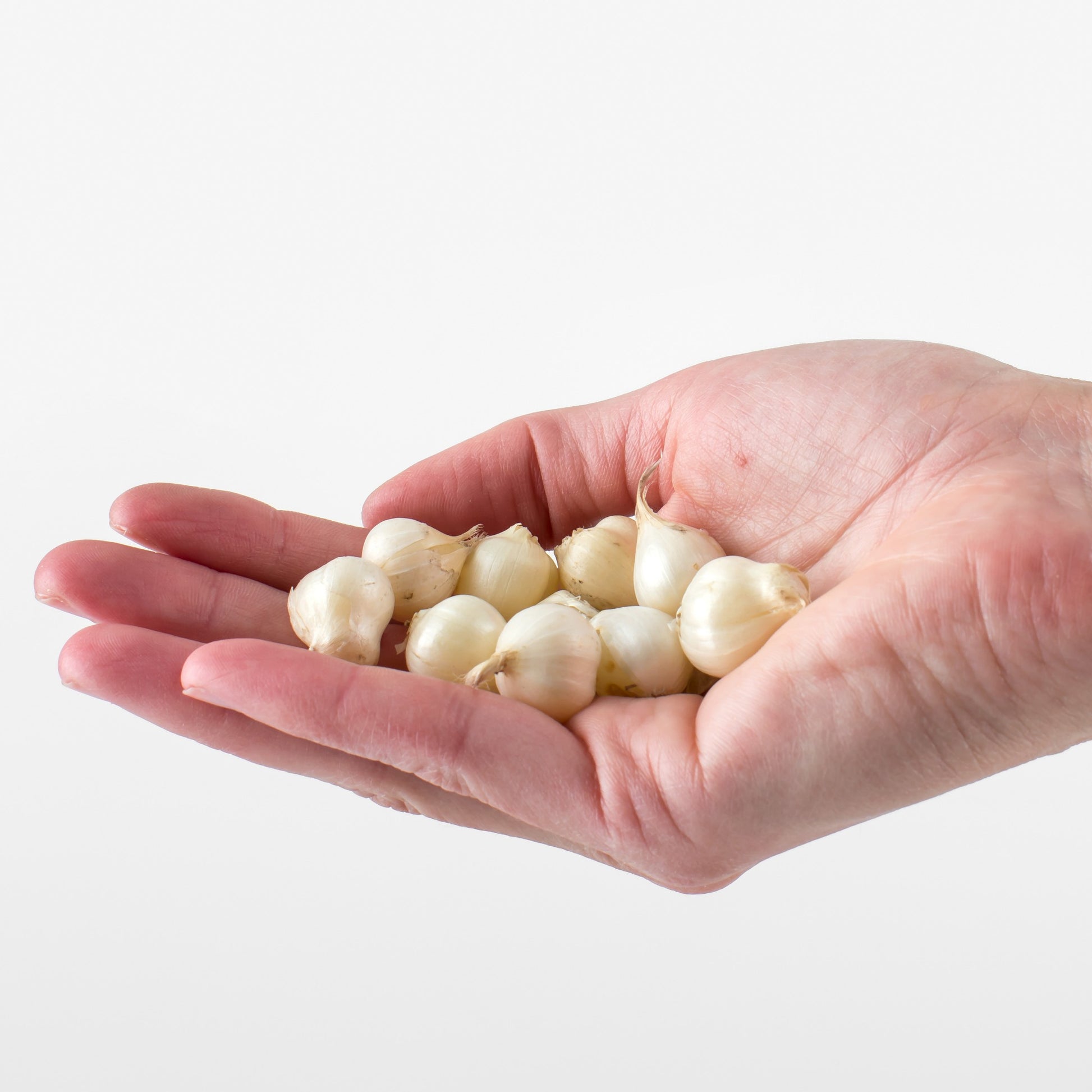 Bulbes d'Allium - 25 Alliums à tête ronde - Allium sphaerocephalon