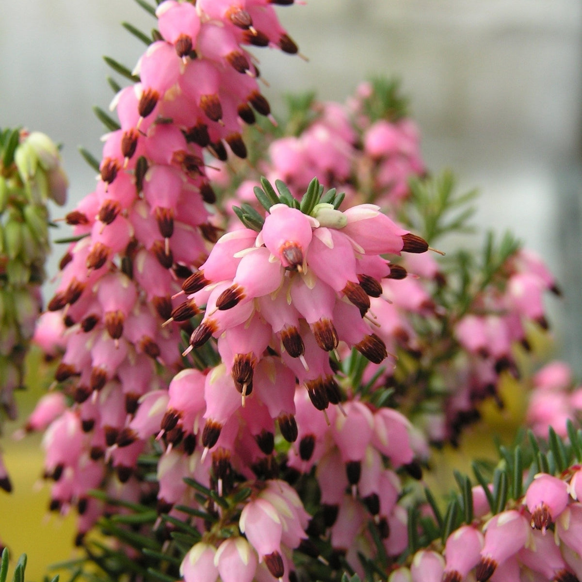 3 Bruyères d'hiver roses - Erica carnea - Bakker