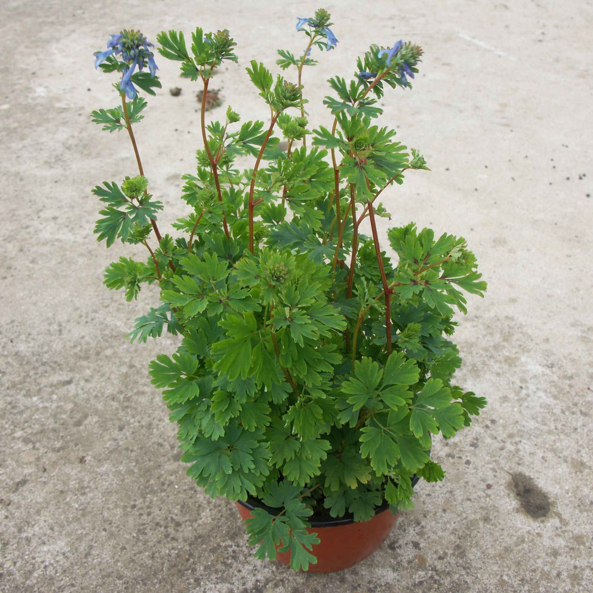 Corydalis x blue line ® ‘couriblue’ - Corydalis Blue Line ® Couriblue - Vivaces fleuries