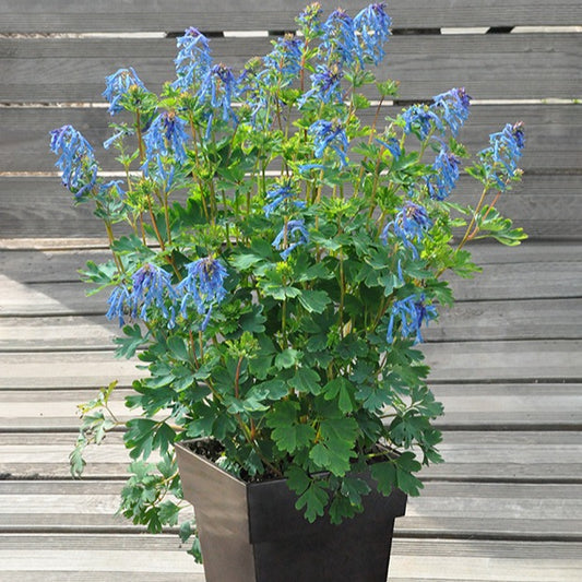 Bakker - Corydalis Blue Line ® Couriblue - Corydalis x blue line ® ‘couriblue’ - Vivaces fleuries