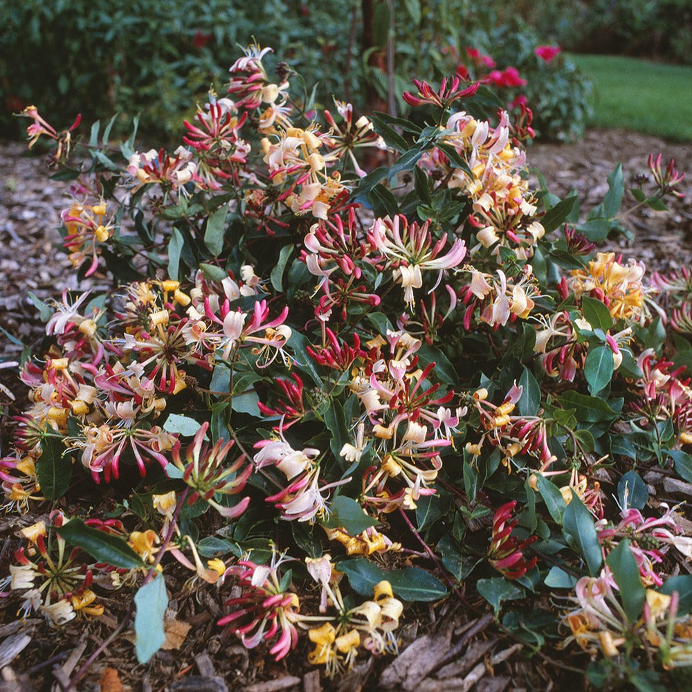 Chèvrefeuille arbustif Chic et Choc ® - Lonicera periclymenum chic & choc ® 'inov205' - Bakker