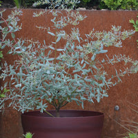 Eucalyptus gunnii France Bleu ® Rengun - Bakker.com | France