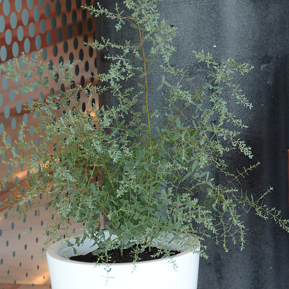 Eucalyptus gunnii France Bleu ® Rengun - Eucalyptus gunnii France Bleu ® rengun - Bakker