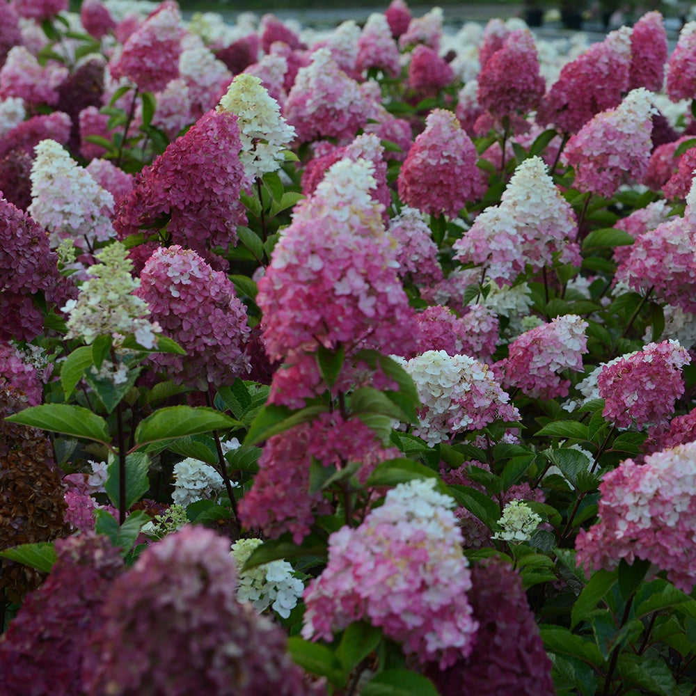 Hortensia paniculé Fraise Melba® Renba - Hortensia paniculata - Bakker