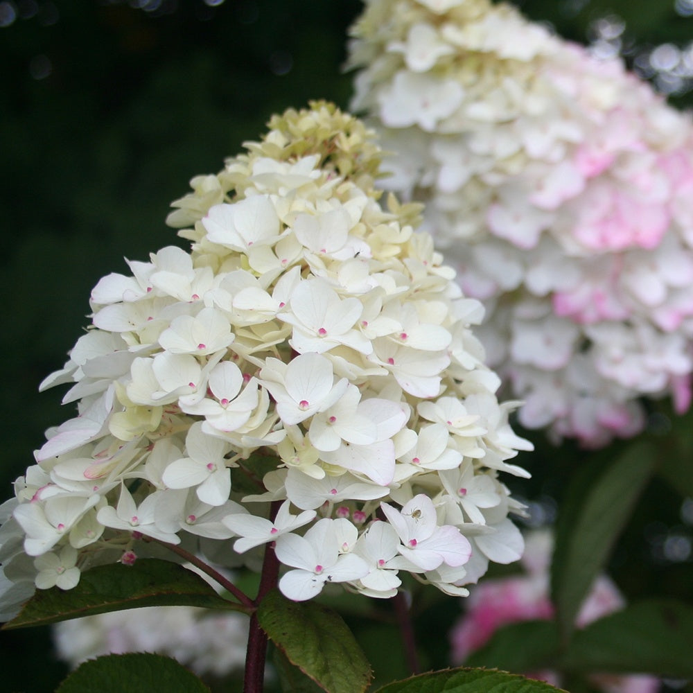 Vente Hortensia paniculé Fraise Melba® Renba