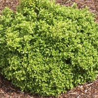 Pittosporum Golf Ball - Pittosporum tenuifolium ‘golf ball’ - Bakker