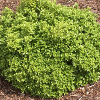 Pittosporum Golf Ball - Bakker.com | France