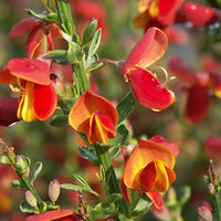 Bakker - Genêt à balais Lena - Cytisus scoparius lena - Plantes d'extérieur