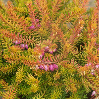 Bakker - Bruyère d'hiver Mary Helen - Erica darleyensis mary helen - Terrasses et balcons