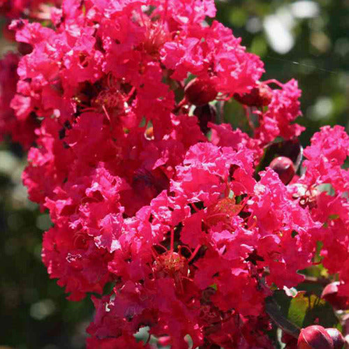 Bakker - Lilas des Indes Lilas d'été Petite Red - Lagerstroemia indica petite red - Plantes d'extérieur