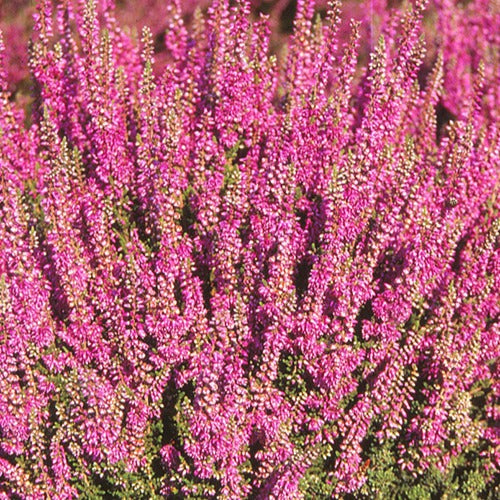 Bakker - Bruyère d'été Darkness Callune Darkness - Calluna vulgaris darkness - Terrasses et balcons