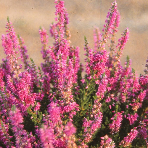 Bakker - Bruyère d'été Darkness Callune Darkness - Calluna vulgaris darkness