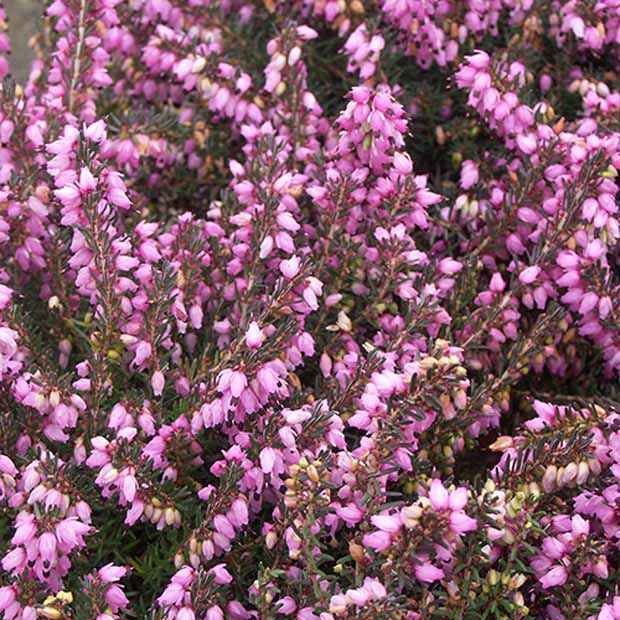 Bruyère d'hiver Spring Surprise - Bakker