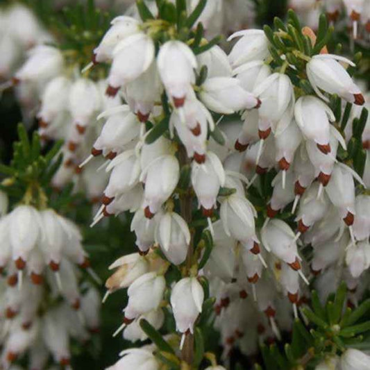 Bruyère d'hiver  Springwood White - Bakker