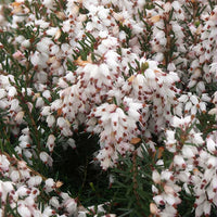 Bruyère d'hiver Silberschmelze - Bakker