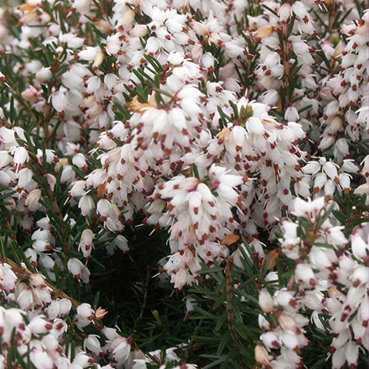 Bruyère d'hiver Silberschmelze - Bakker