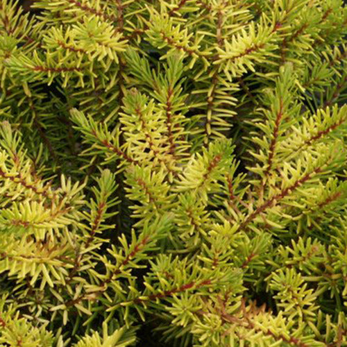 Bakker - Bruyère d'hiver Eva Gold - Erica darleyensis eva gold - Pour pot et balconnière