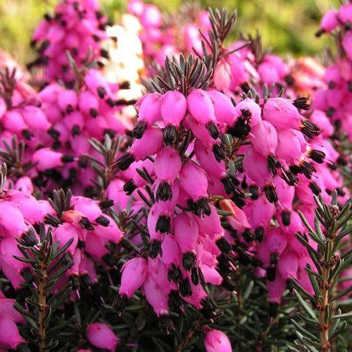 Erica darleyensis Winter Belles ® Lucie - Bruyère d'hiver Lucie - Bruyères