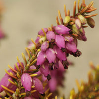 Bakker - Bruyère d'hiver Tylou - Erica darleyensis tylou - Terrasses et balcons