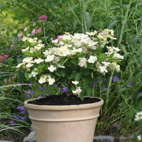 Bakker - Hortensia paniculé Prim'White® Dolprim - Hydrangea paniculata prim 'white ® 'dolprim' - Plantes d'extérieur