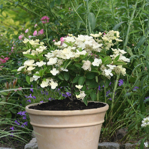 Hortensia paniculé Prim'White® Dolprim - Hydrangea paniculata prim 'white ® 'dolprim' - Bakker
