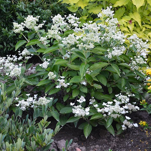 Bakker - Hortensia paniculé Prim'White® Dolprim - Hydrangea paniculata prim 'white ® 'dolprim' - Hortensia