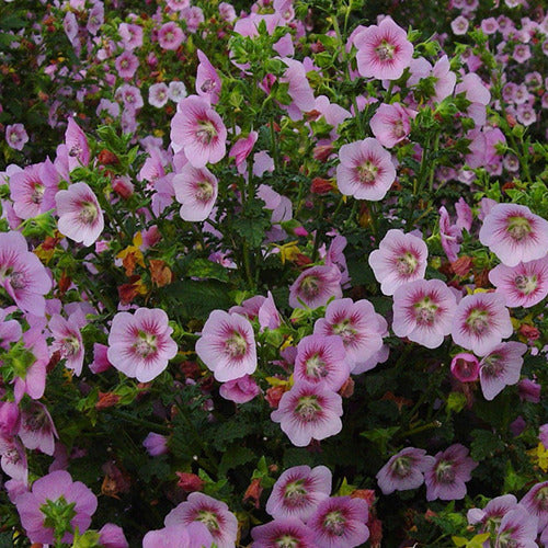 Bakker - Mauve du Cap Miss Pinky - Anisodontea scabrosa miss pinky - Terrasses et balcons