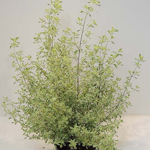 Bakker - Menthe Australienne panachée - Prostanthera ovalifolia variegata - Terrasses et balcons
