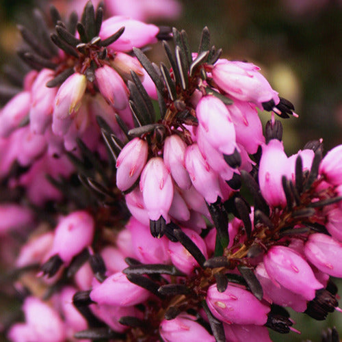 Bruyère d'hiver Léa - Erica darleyensis lea - Bakker