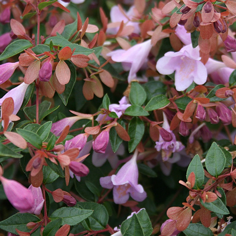Abélia Pink Pong - Abelia grandiflora Pink Pong ® - Bakker