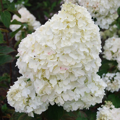 Hortensia paniculé Dolly - Hydrangea paniculata  dolly - Bakker