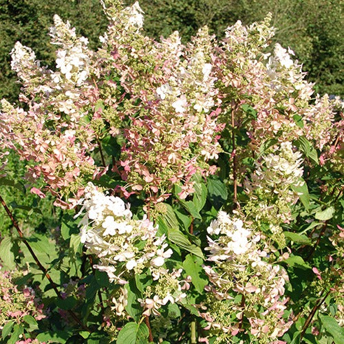 Hortensia paniculé Dolly - Bakker