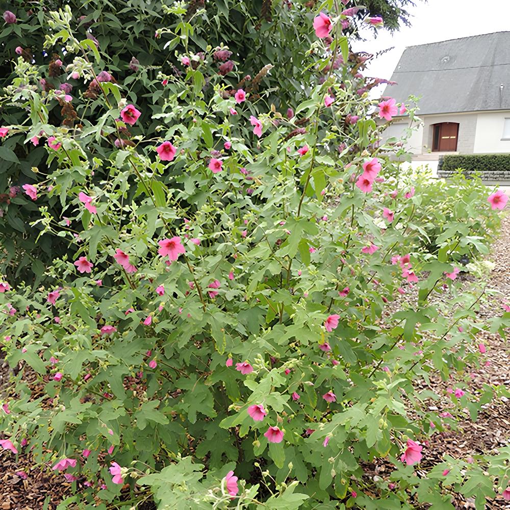 Anisodontea El Rayo - Mauve du Cap El Rayo - Plantes de terrasses et balcons
