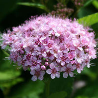 Bakker - Spirée à feuilles de bouleau Pink Sparkler® - Spiraea betulifolia pink sparkler® - Plantes d'extérieur