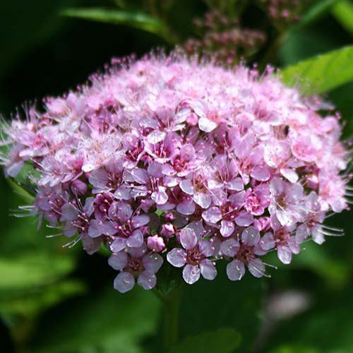 Spirée à feuilles de bouleau Pink Sparkler® - Spiraea betulifolia Pink Sparkler® - Bakker