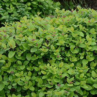 Bakker - Spirée à feuilles de bouleau Pink Sparkler® - Spiraea betulifolia pink sparkler® - Arbustes et vivaces