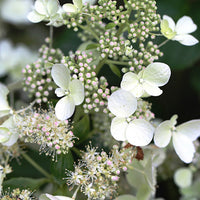 Bakker - Hortensia paniculé White Lady - Hydrangea paniculata white lady - Plantes d'extérieur