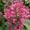 Bakker - Hortensia paniculé Magical ® Fire - Hydrangea paniculata magical fire - Plantes d'extérieur