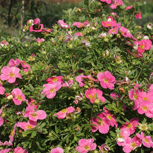 Bakker - Potentille Bellissima - Potentilla fruticosa bellissima - Plantes d'extérieur