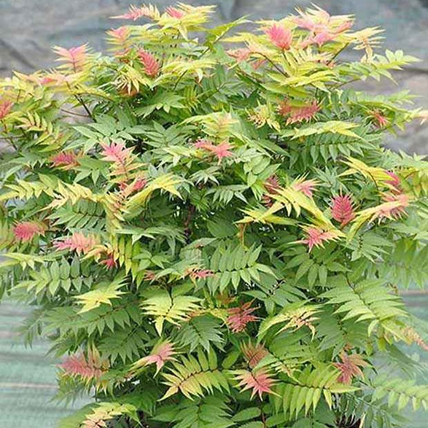 Sorbaire Pink Hopi® - Sorbaria sorbifolia pink hopi ® - Bakker
