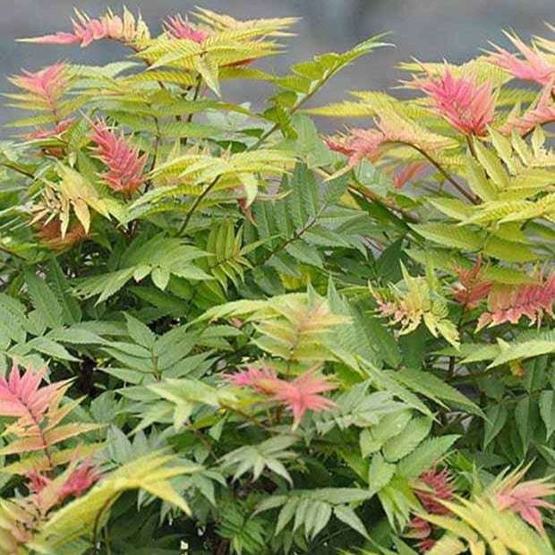 Sorbaire Pink Hopi® - Bakker