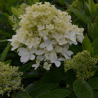 Bakker - Hortensia paniculé Magical® Sweet Summer - Hydrangea paniculata magical ® sweet summer - Plantes d'extérieur