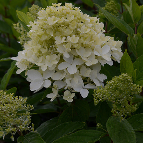 Bakker - Hortensia paniculé Magical® Sweet Summer - Hydrangea paniculata magical ® sweet summer - Plantes d'extérieur